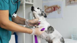 close-up-veterinarian-taking-care-dog