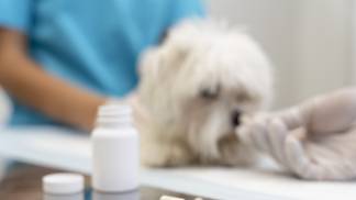 close-up-veterinarian-taking-care-pet (1)