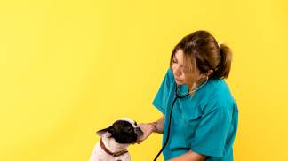 front-view-female-veterinarian-observing-little-dog-yellow-wall