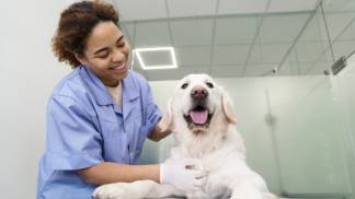 medium-shot-smiley-doctor-checking-dog