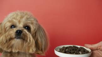 close-up-adorable-pet-eating